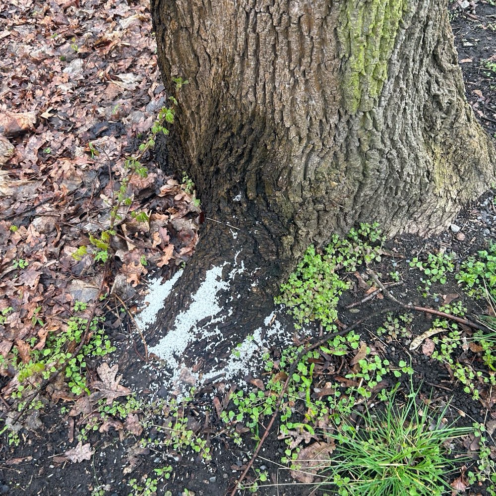 Giftköder-Unbekanntes Weisses Pulver am Baum-Profilbild