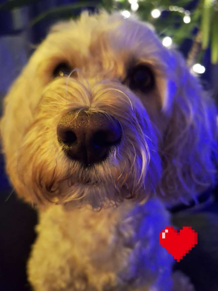 Hundetreffen-Gassitreff für Erwachsene Hunde-Profilbild