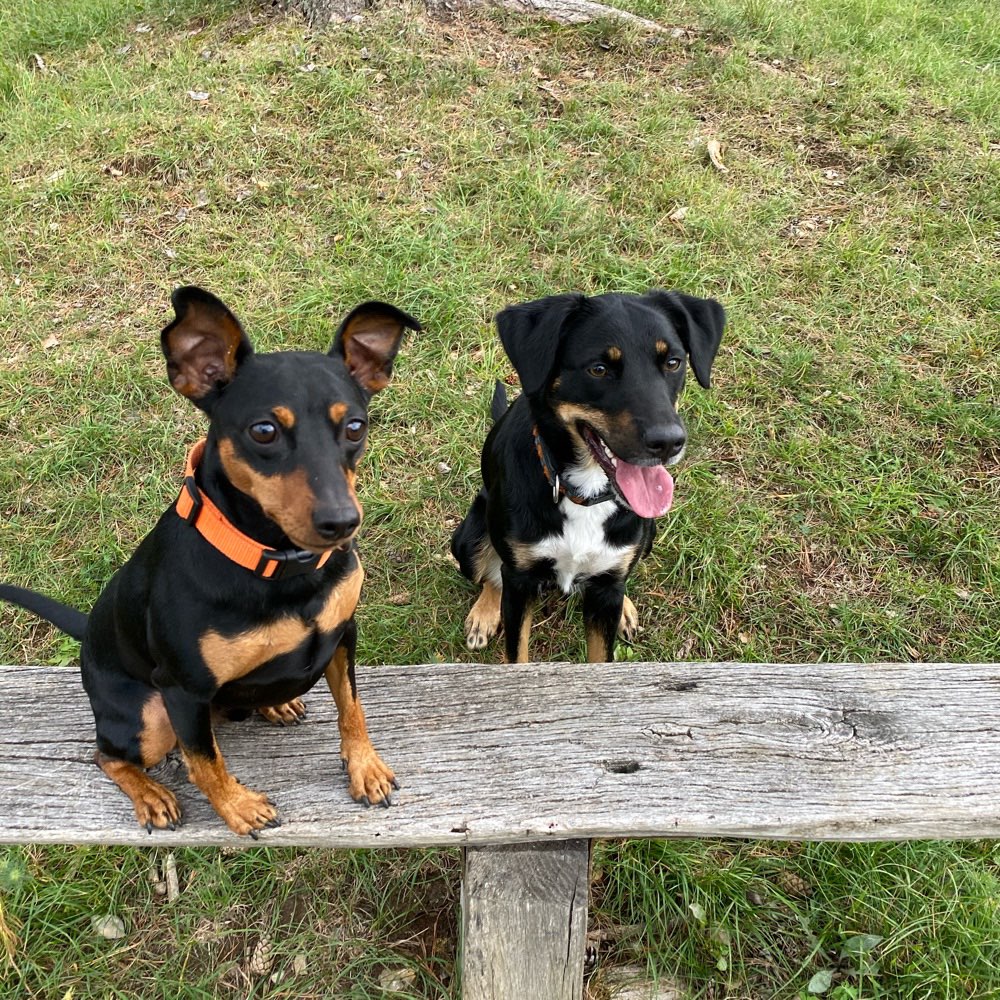 Hundetreffen-Gassirunde rund um Dätzingen-Profilbild