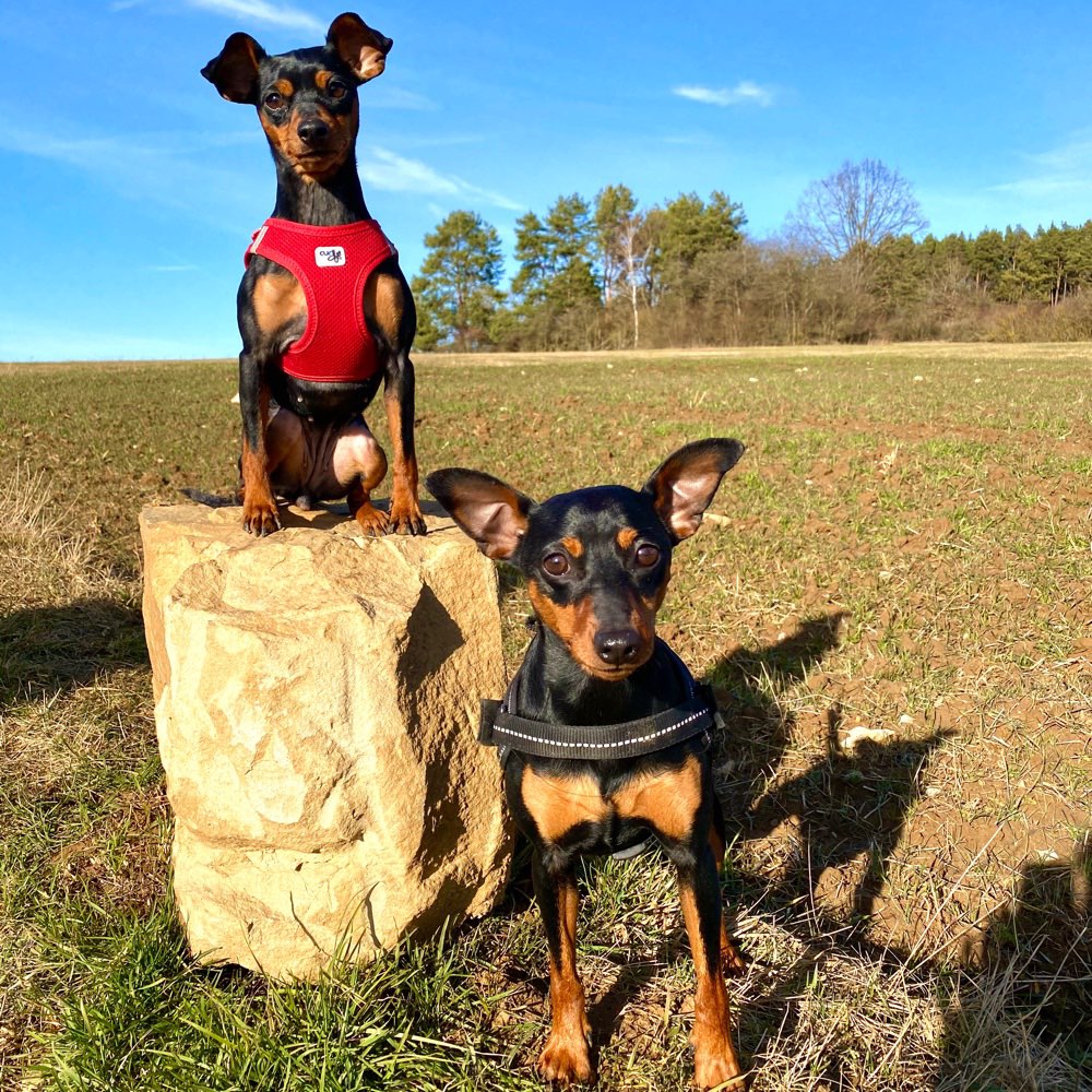 Hundetreffen-Zwergpinscher-Treffen-Profilbild