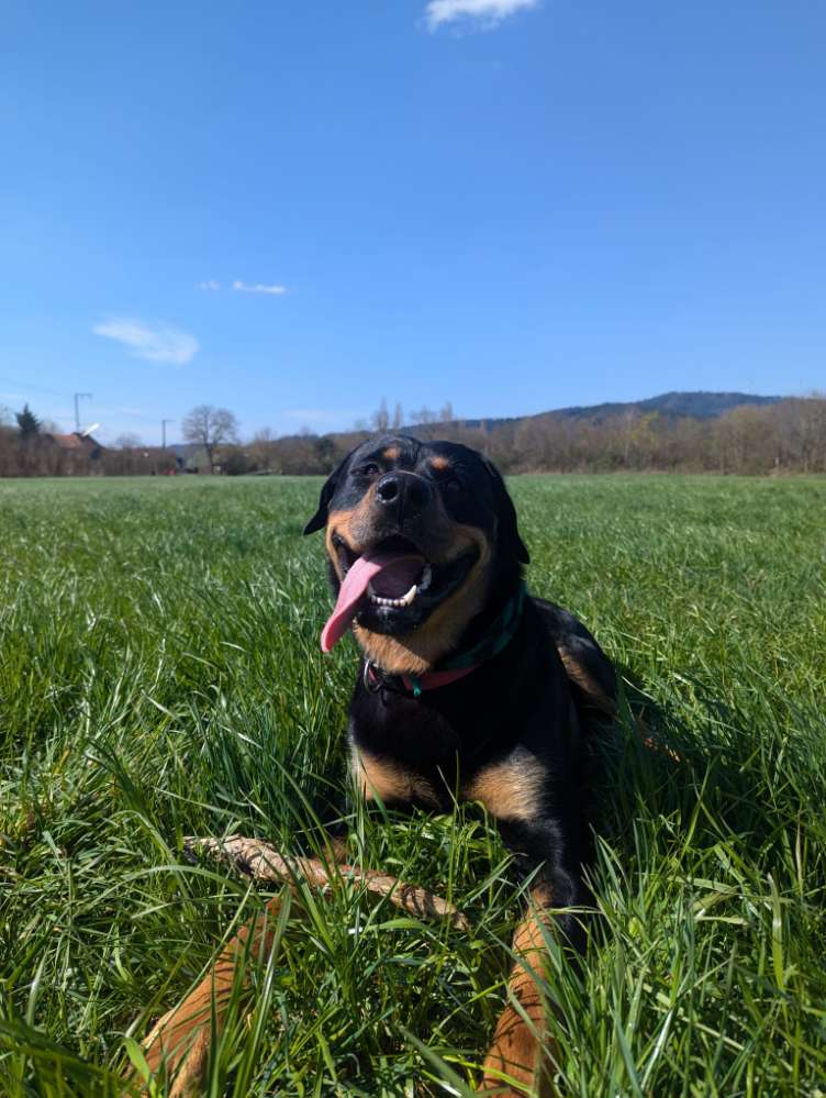 Hundetreffen-Spazieren für die Großen-Profilbild