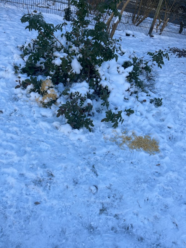 Giftköder-Evtl. Giftköder-Profilbild