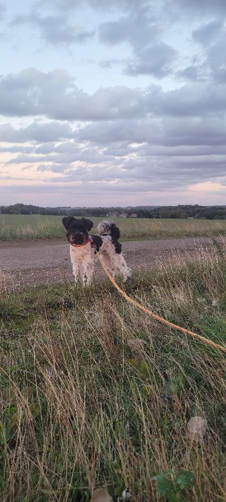 Hundetreffen-Gassirunde gesu-Profilbild