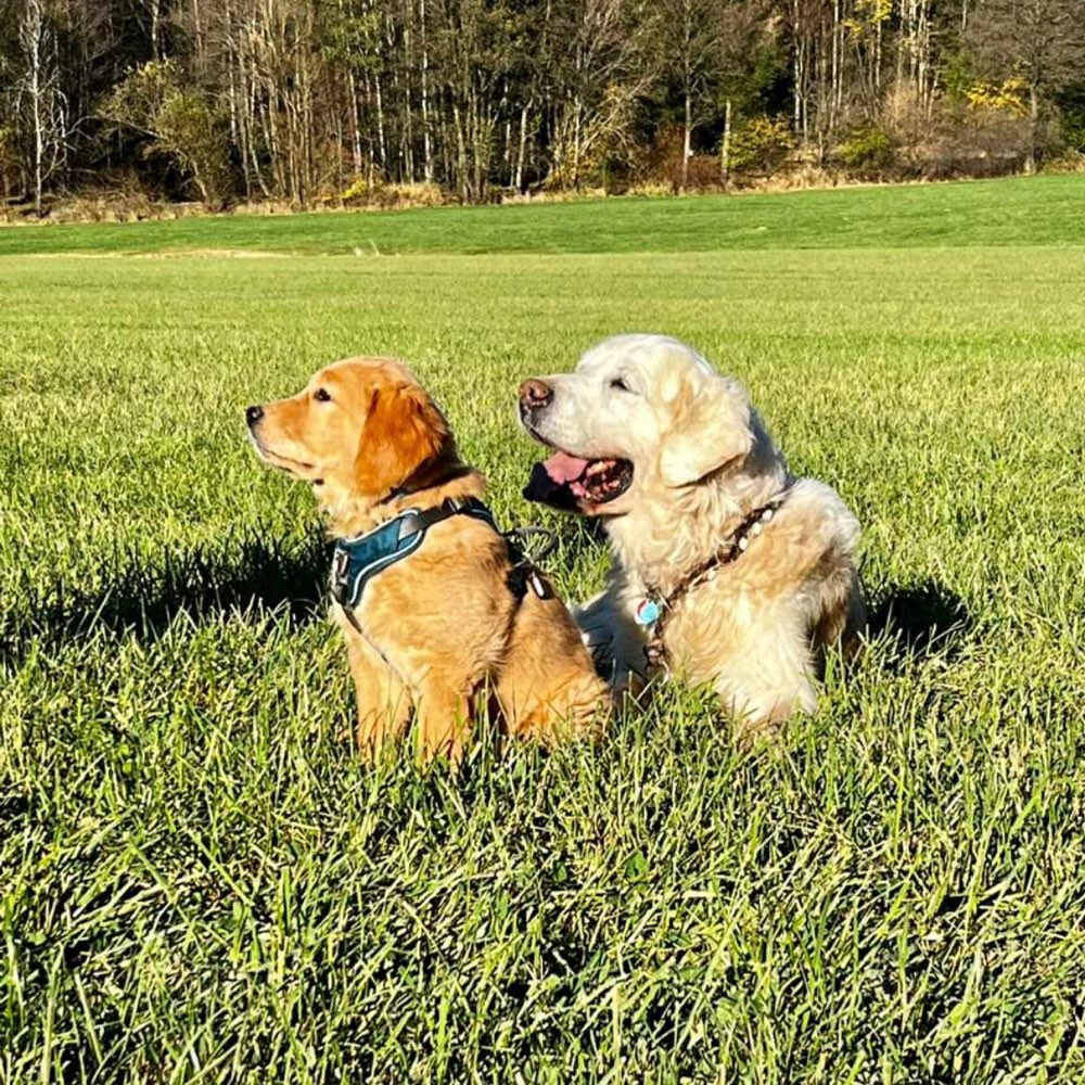 Hundetreffen-Gassi und Spielrunde-Profilbild