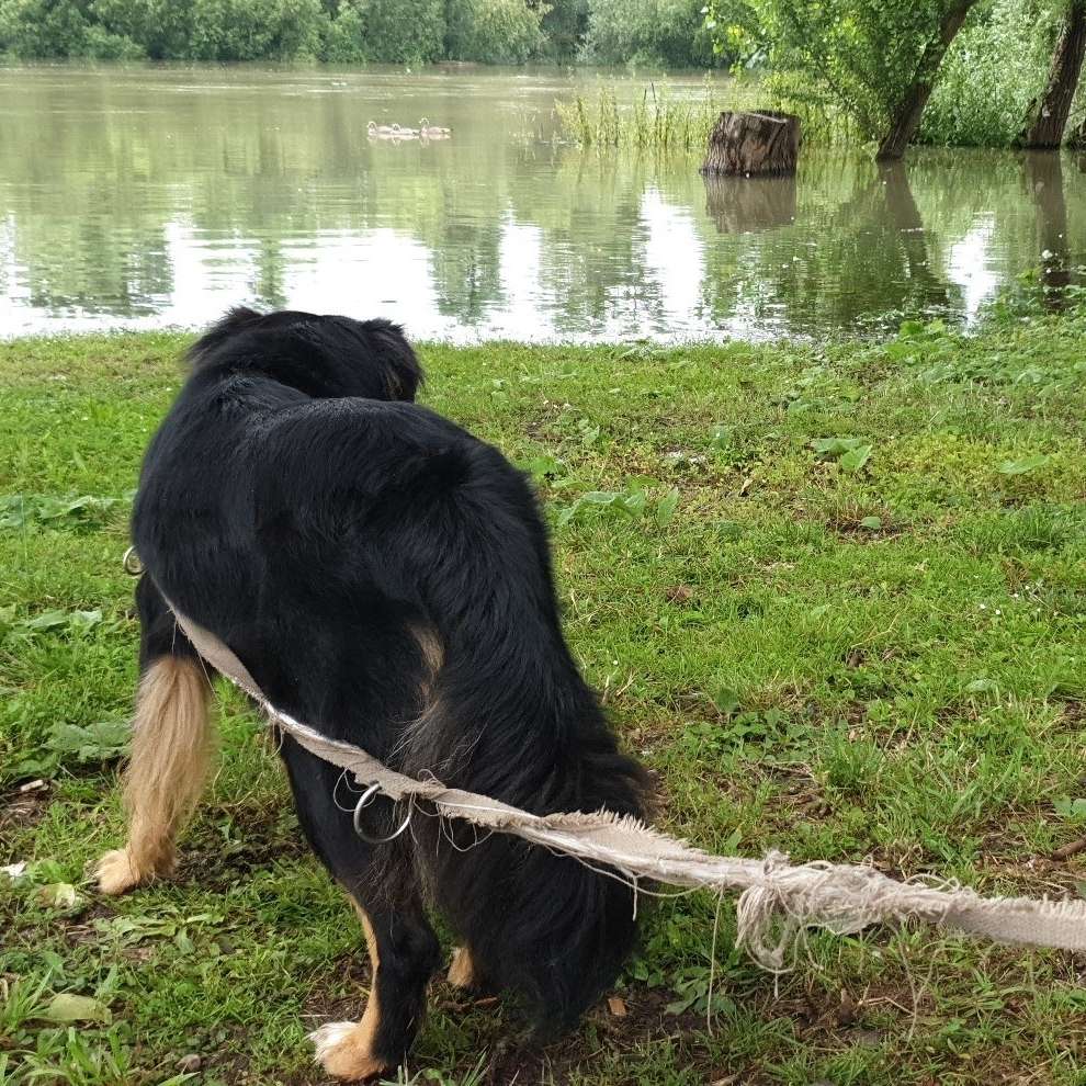 Hundetreffen-Trainingepartner zum Gassi gehen-Profilbild