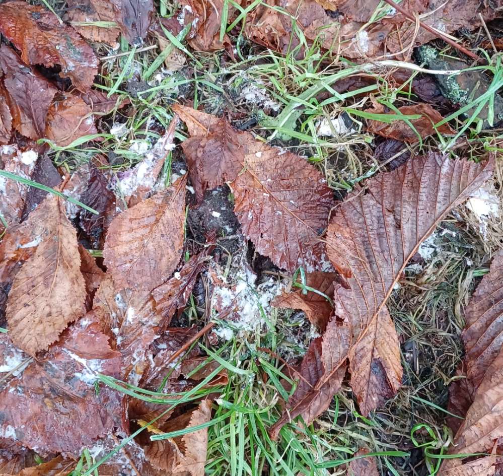 Giftköder-Giftköder Verdacht-Profilbild