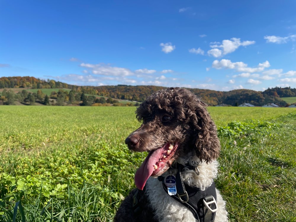 Hundetreffen-Gemeinsamer Spaziergang auf der Alb-Profilbild