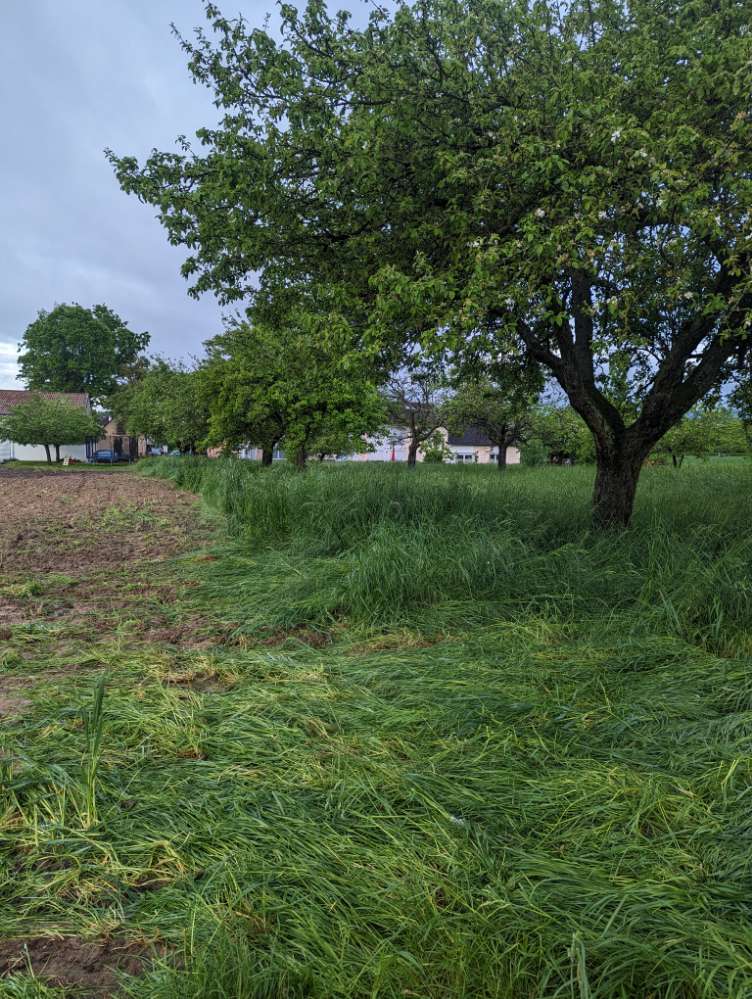 Giftköder-Hühnerherzen-Profilbild