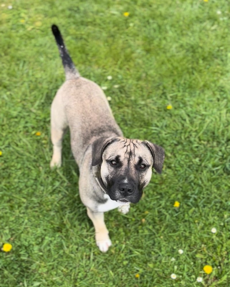 Hundetreffen-Spazieren &Trainieren-Profilbild