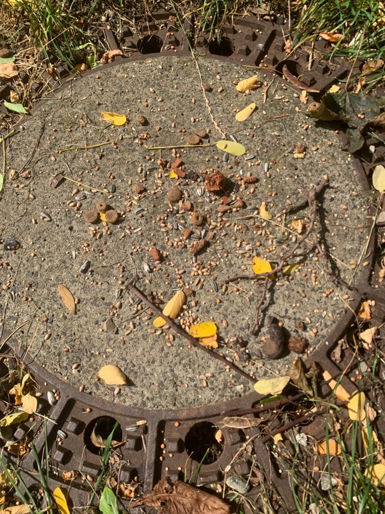 Giftköder-Ausgelegtes Trockenfutter-Profilbild