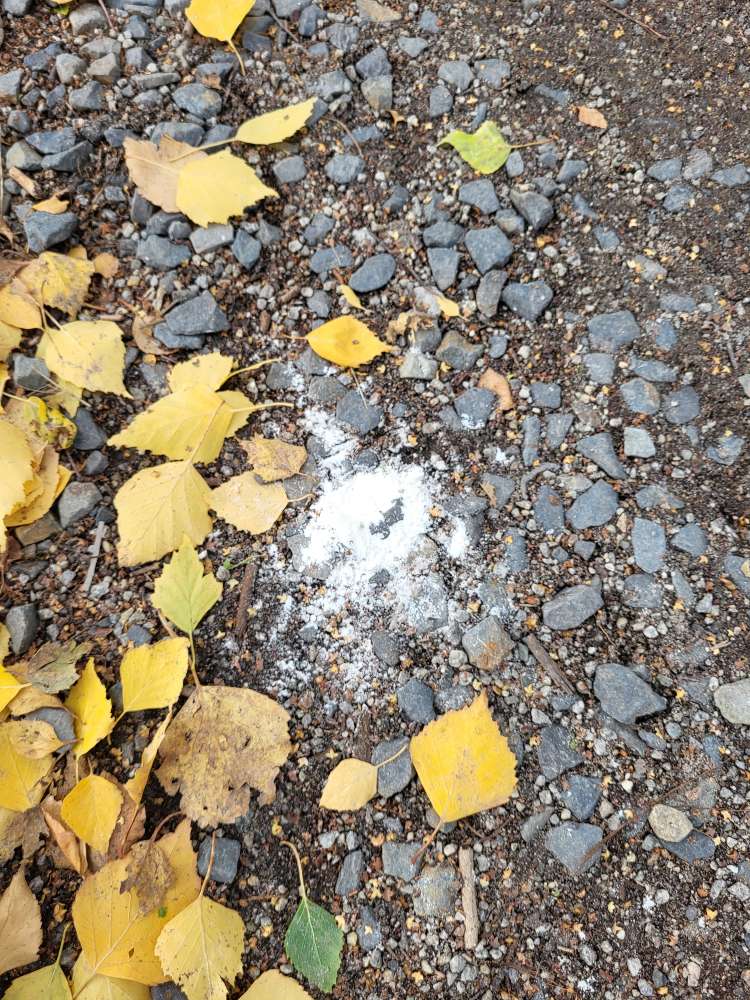 Giftköder-white powder in Birkenwäldchen-Mauerpark-Profilbild