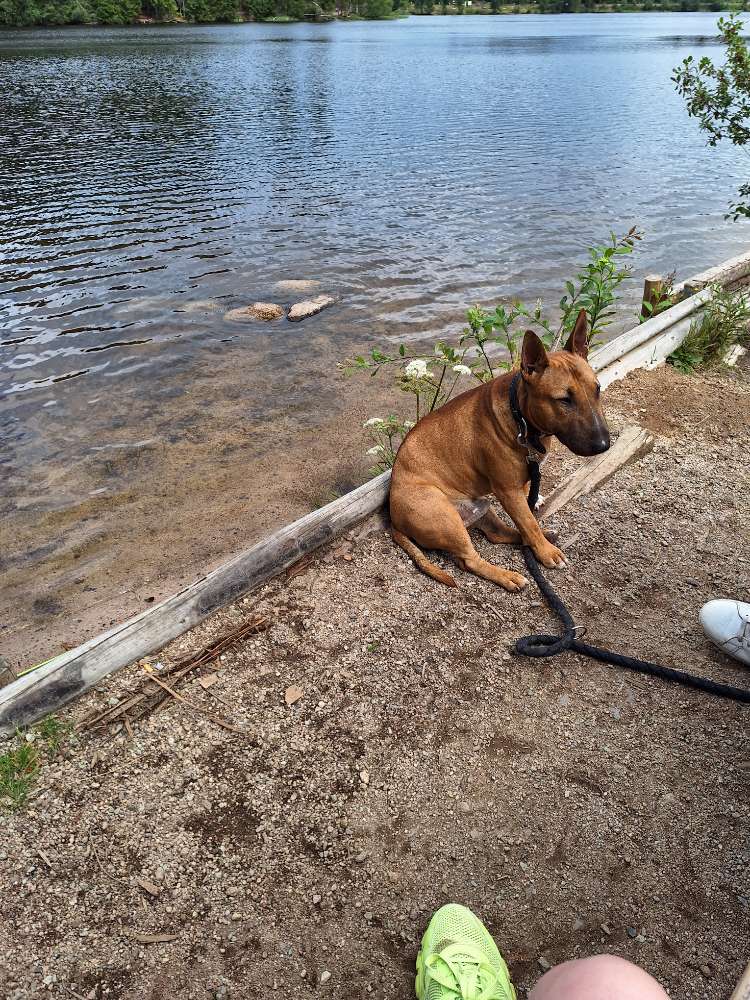 Hundetreffen-Hundetreffen in Weissenfels und Umgebung.-Profilbild