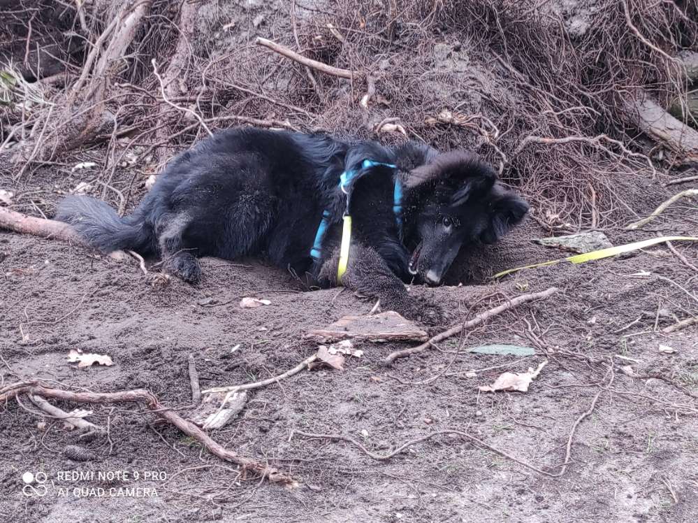 Hundetreffen-Spielgefährten, gern aktiv, kein "die klären das unter sich!"-Profilbild