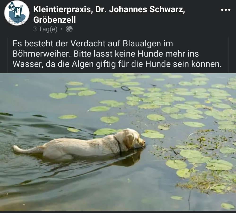 Giftköder-Verdacht auf Blaualgen im Böhmerweiher-Profilbild