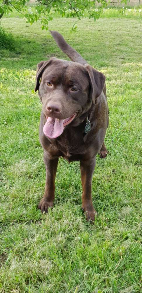 Hundetreffen-Wir suchen Spielfreude für elliot-Profilbild