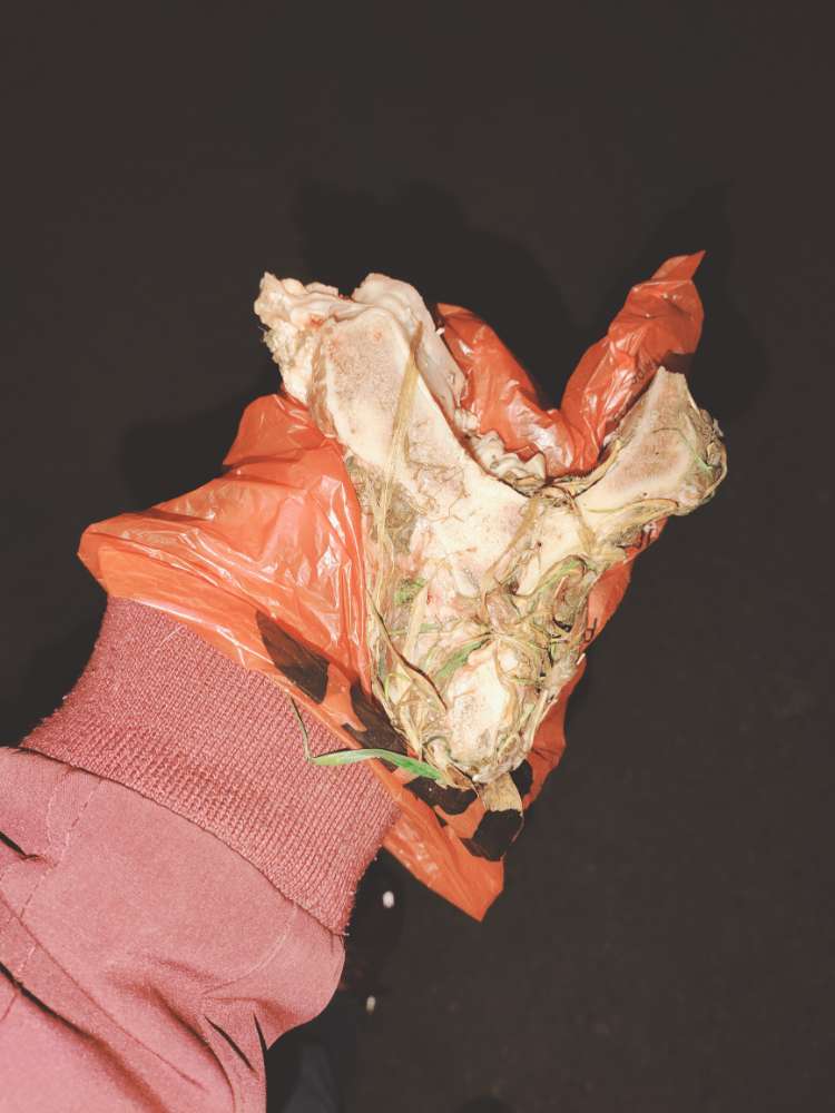 Giftköder-Fauler Knochen-Profilbild