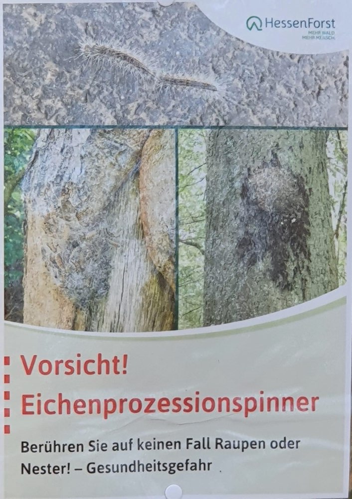 Giftköder-Eichenprozessionsspinner-Profilbild