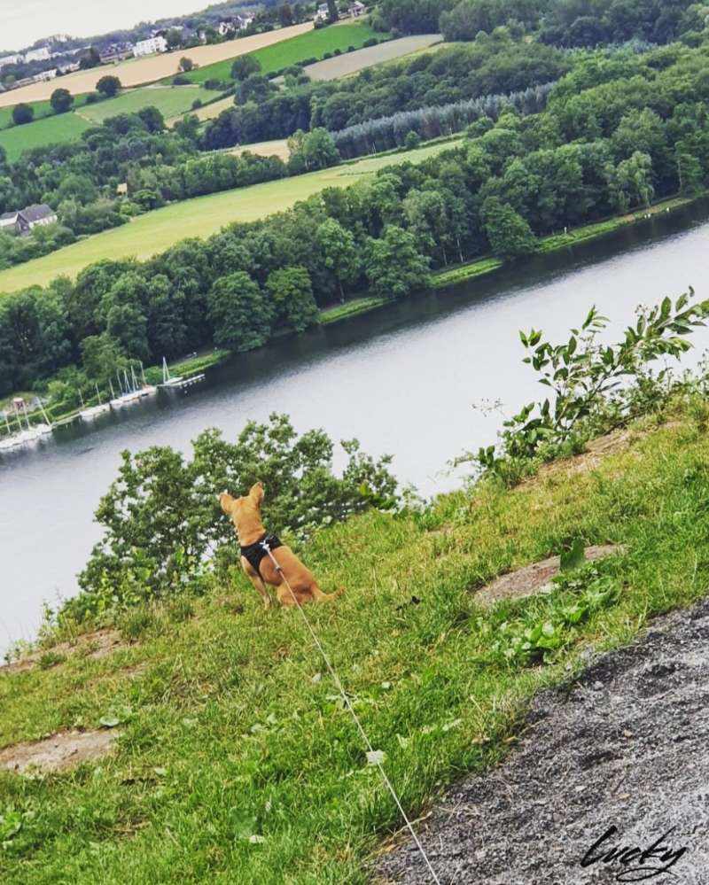 Hundetreffen-Auf der Suche nach Gassi- und Spielgefährten-Profilbild