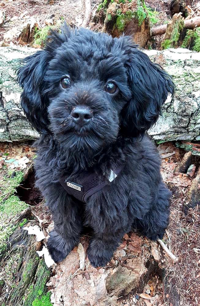 Hundetreffen-Welpentreffen in Spandau 🐶😊-Profilbild