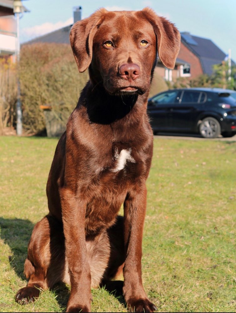 Hundetreffen-Begegnungstraining/Spaziergänge-Profilbild