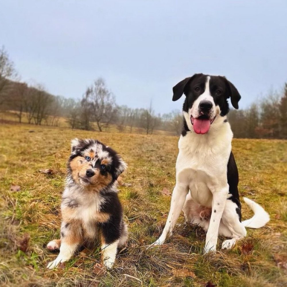 Hundetreffen-Training Unterwegs (Hund,- Menschbegegnungen)-Profilbild