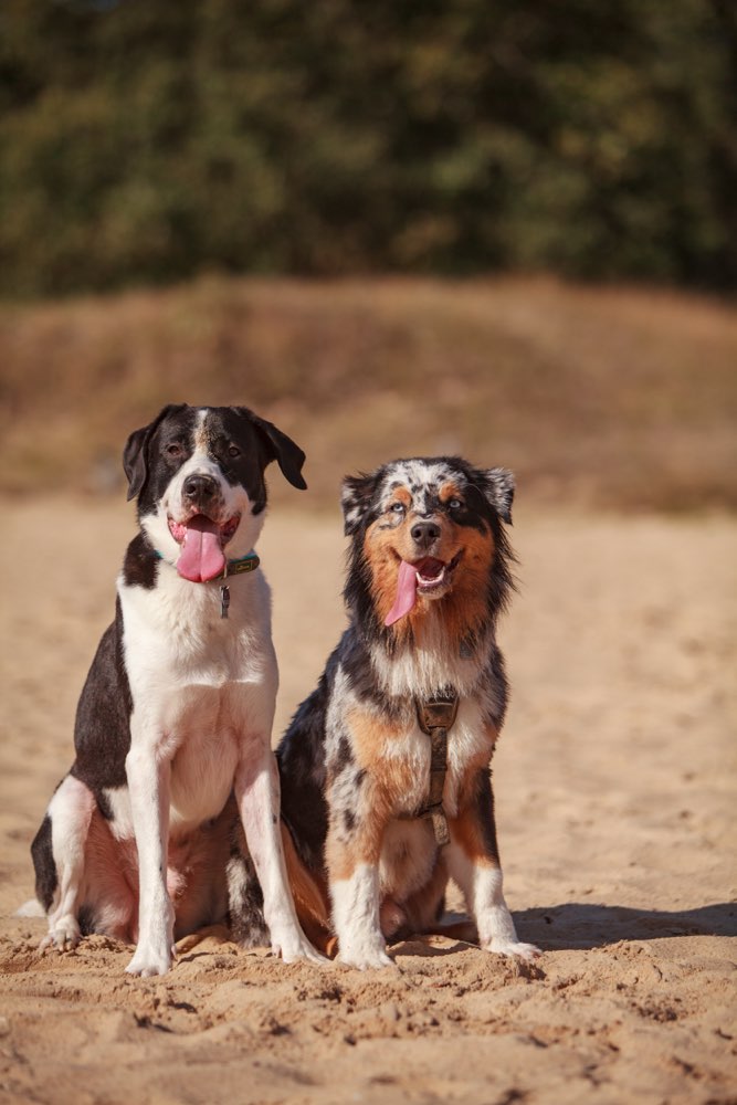 Hundetreffen-Spaziergänge mit eventueller Spielrunde (situationsabhängig)-Profilbild