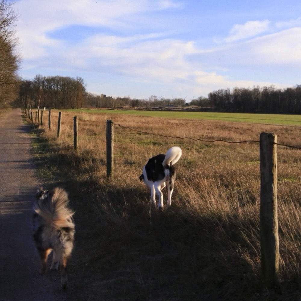 Hundetreffen-Ruhige Spaziergänge zum Training.🌸-Profilbild