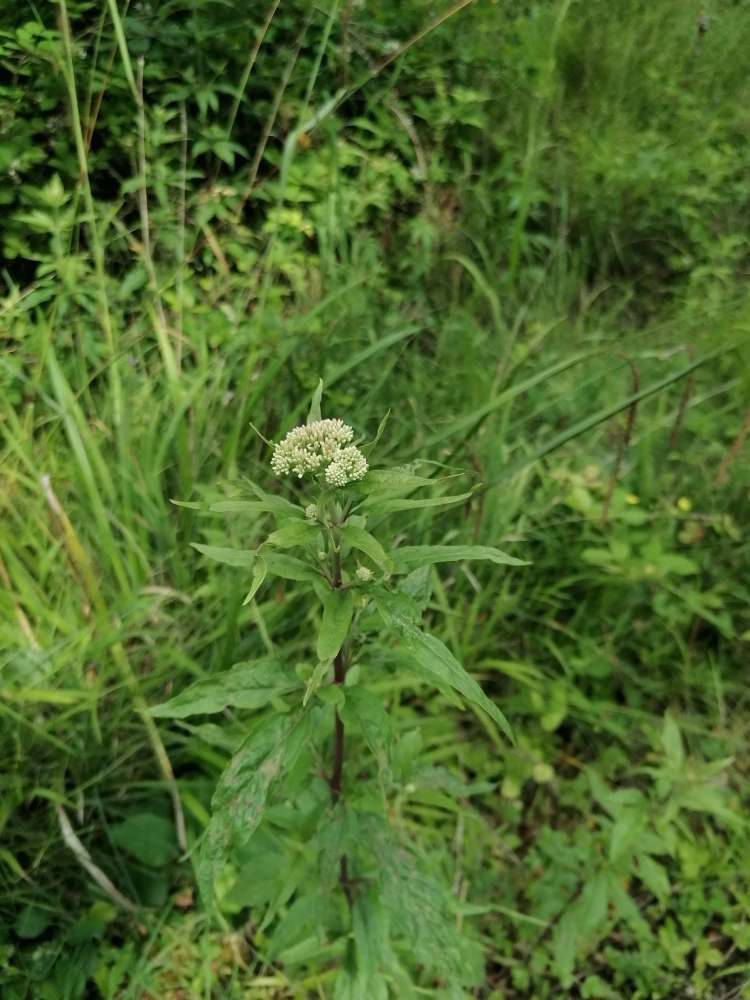 Giftköder-Vorsicht Bärenklau-Profilbild