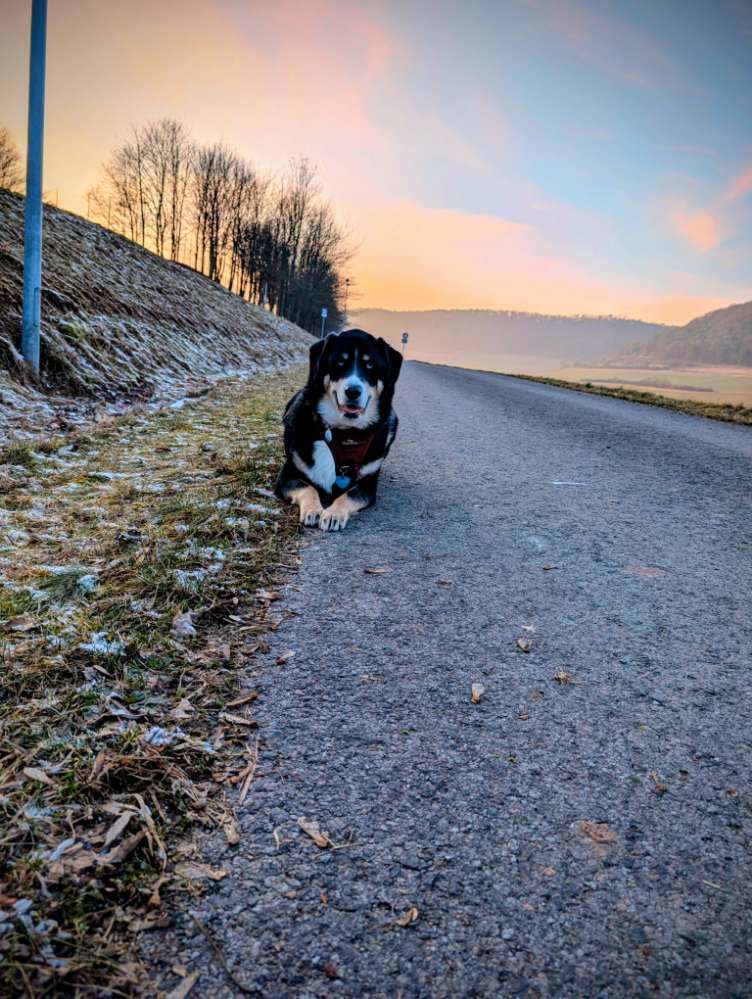 Hundetreffen-Spaziergang-Profilbild