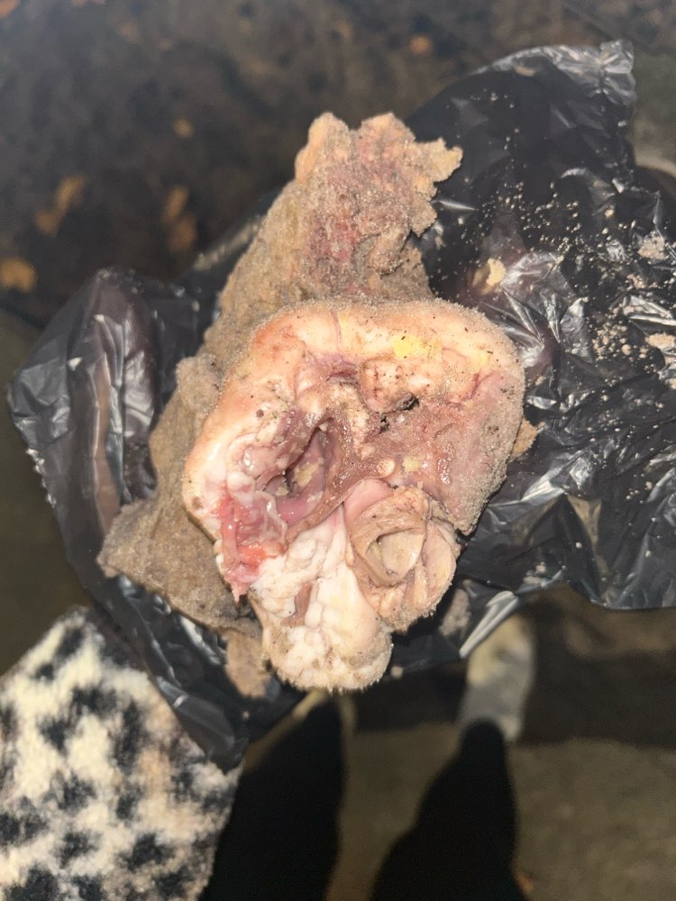 Giftköder-Köder im Hundeauslauf gefunden-Profilbild