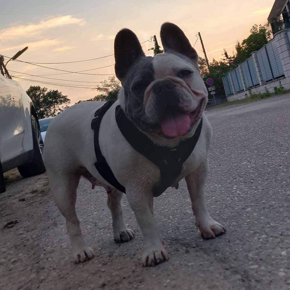 Hundetreffen-Hundefreundin gesucht-Profilbild