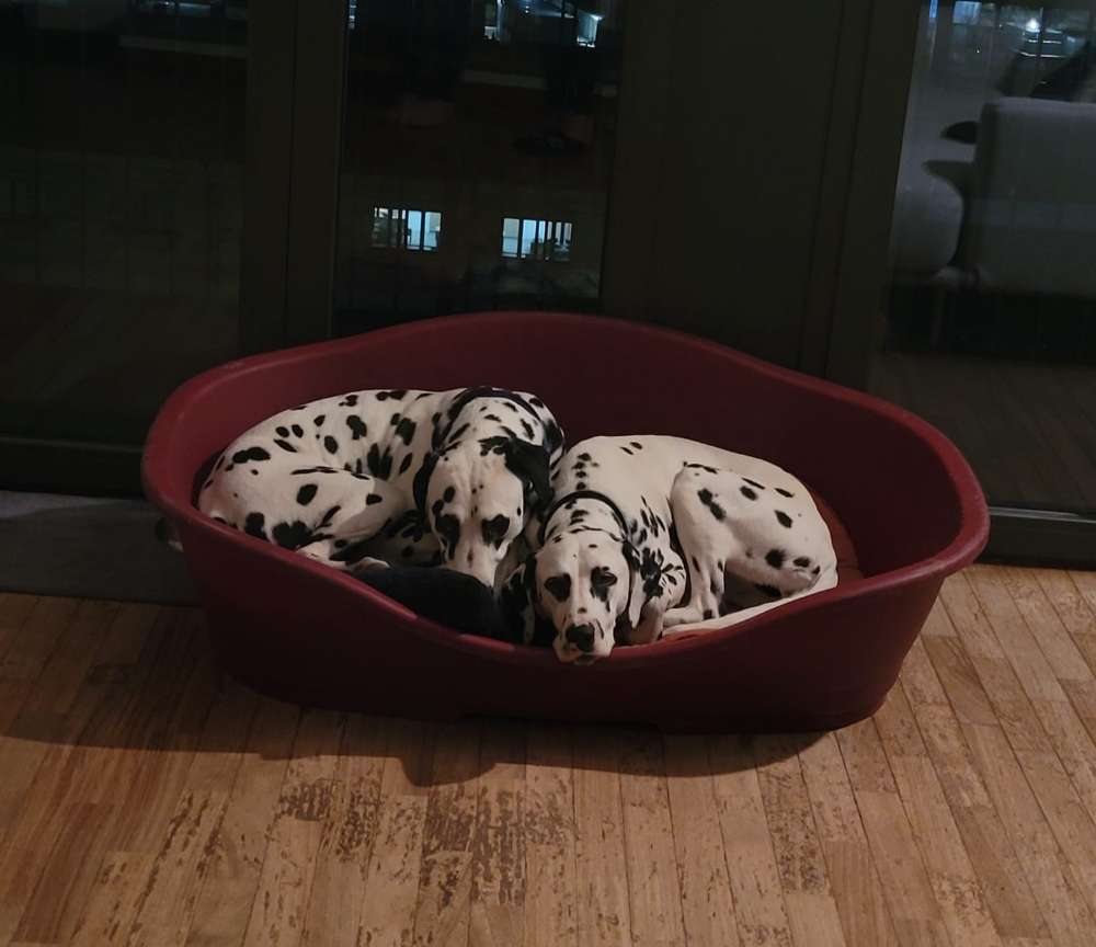 Hundetreffen-Gassi-Service/Hundesitting in 60318 und Umgebung-Profilbild