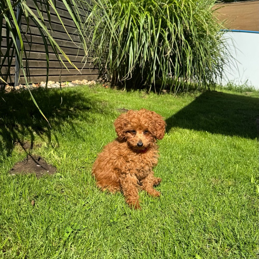 Hundetreffen-Hundetreffen in Saarbrücken-Profilbild