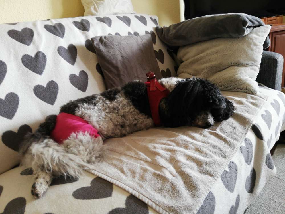 Hundetreffen-Gassirunde-Profilbild