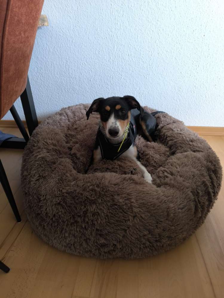 Hundetreffen-Walk n Talk-Profilbild