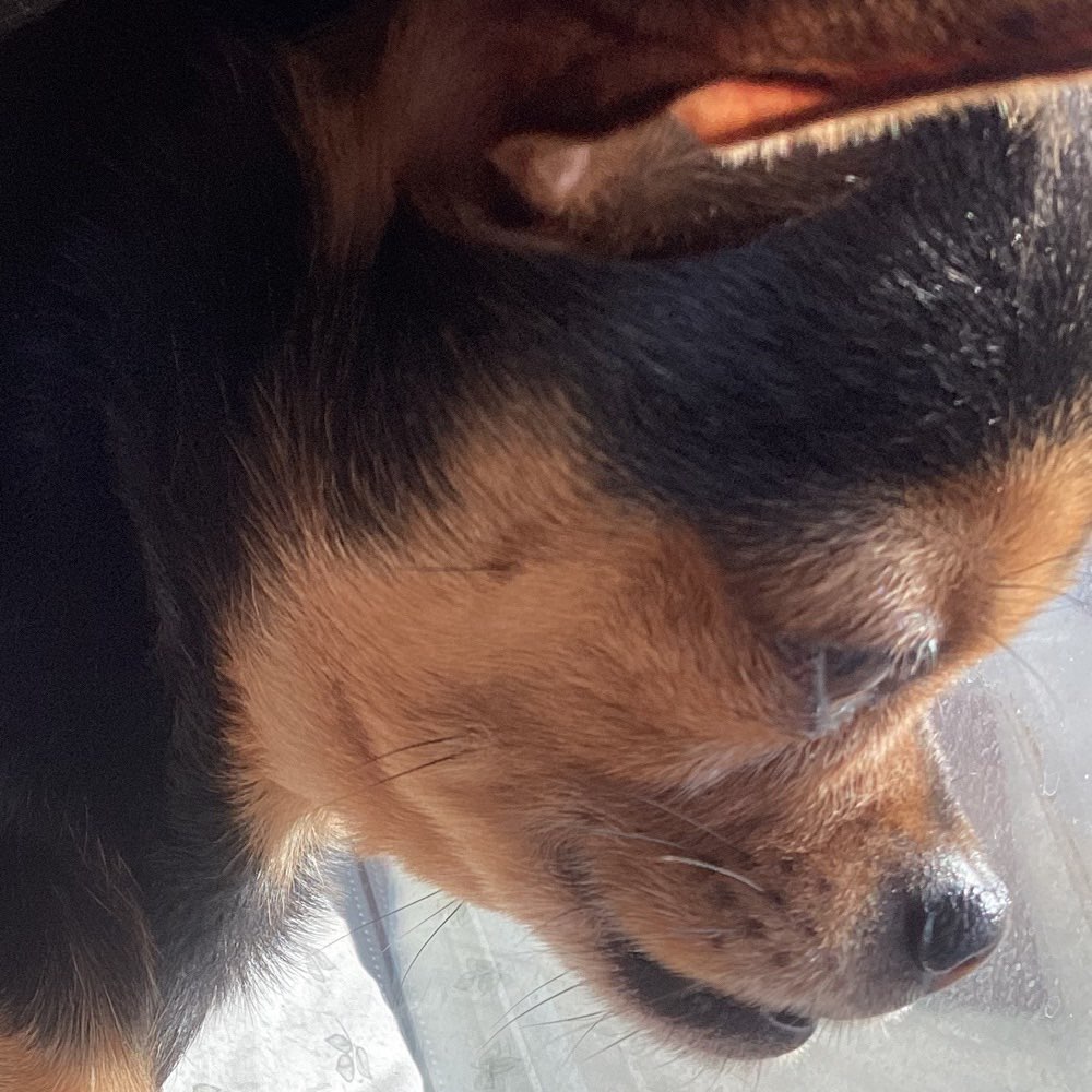 Hundetreffen-Kleine Hunde-Profilbild