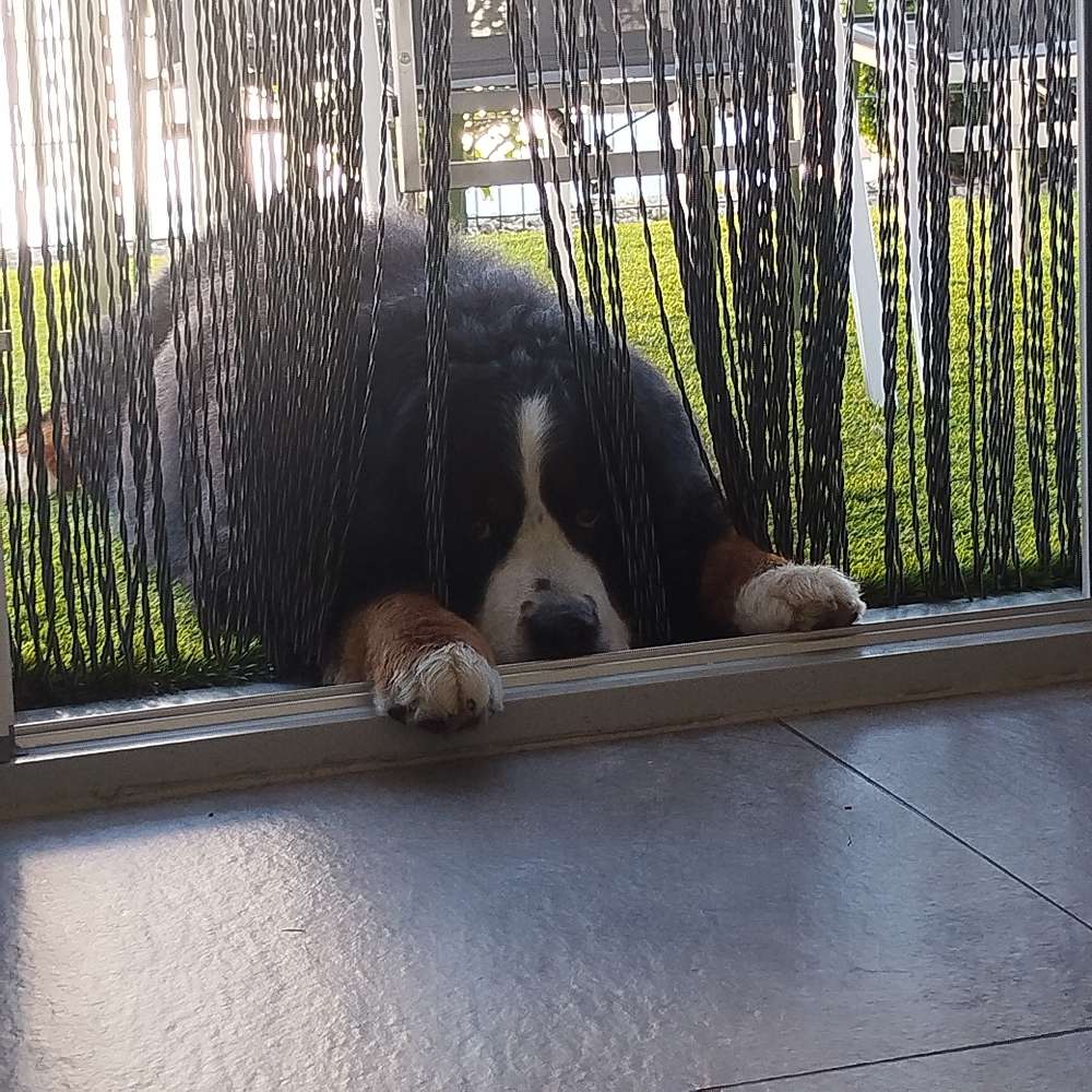 Hundetreffen-Spielkameradin oder Kameraden gesucht-Profilbild