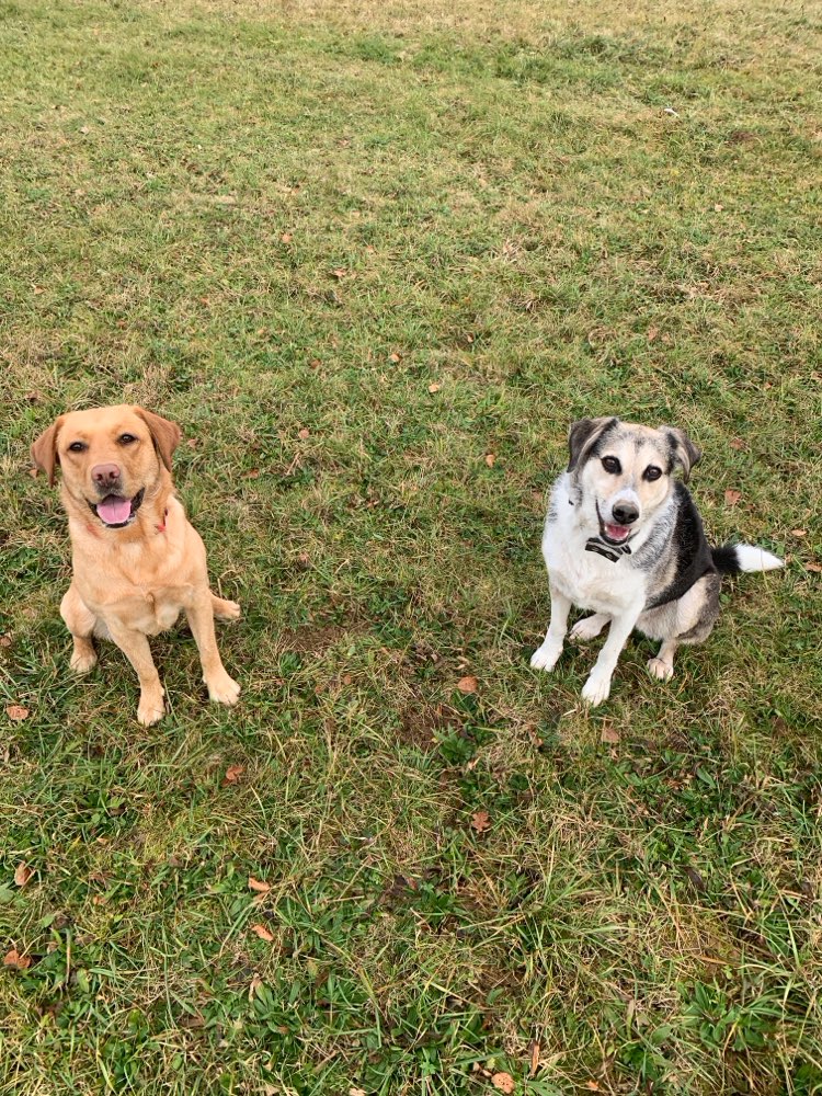 Hundetreffen-Mantrailing just for Fun-Profilbild