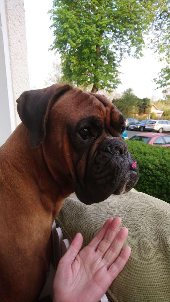 Hundetreffen-Treffen im Plänterwald-Profilbild