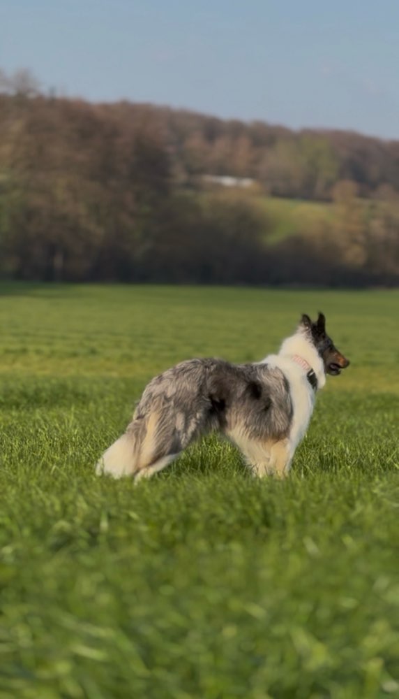 Hundetreffen-Gassi treffen in Ohmden und Umgebung-Profilbild