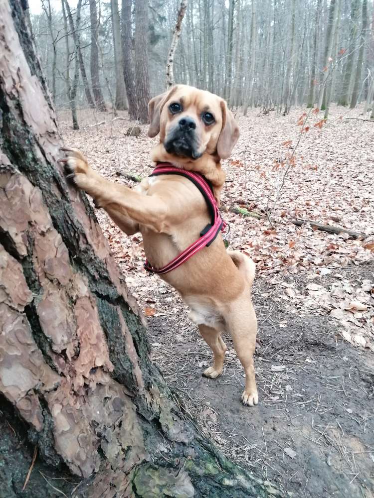 Hundetreffen-Puggle Treffen-Profilbild