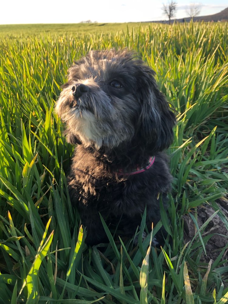 Hundetreffen-Bolonka Treff-Profilbild