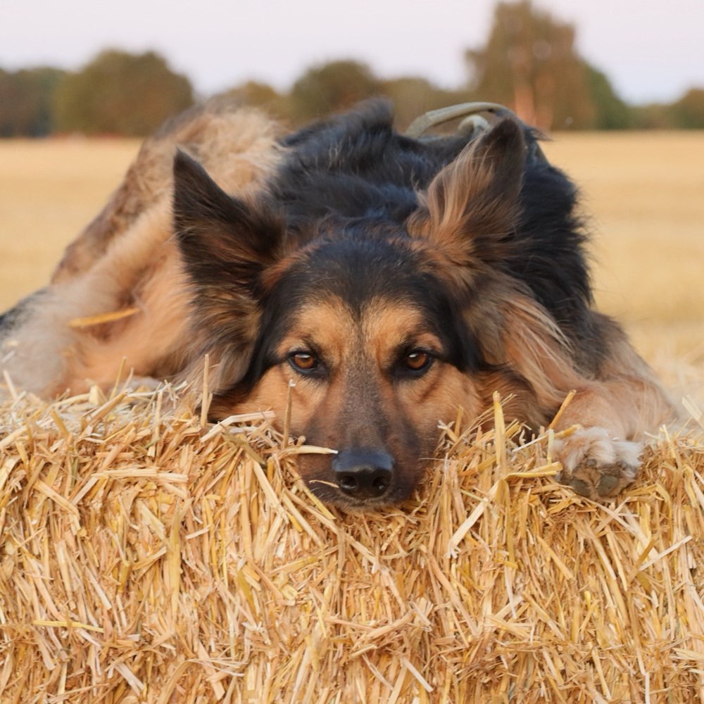 Hundetreffen-Gassi- und/oder Spielrunde-Profilbild