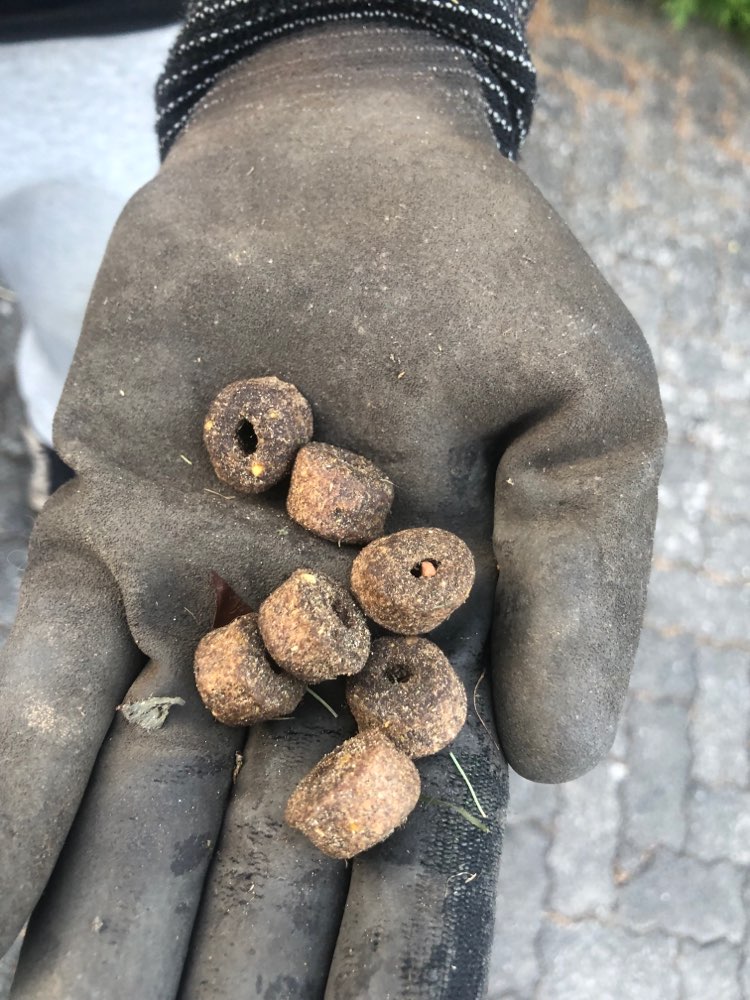 Giftköder-Giftköder im eigenen Garten...-Profilbild