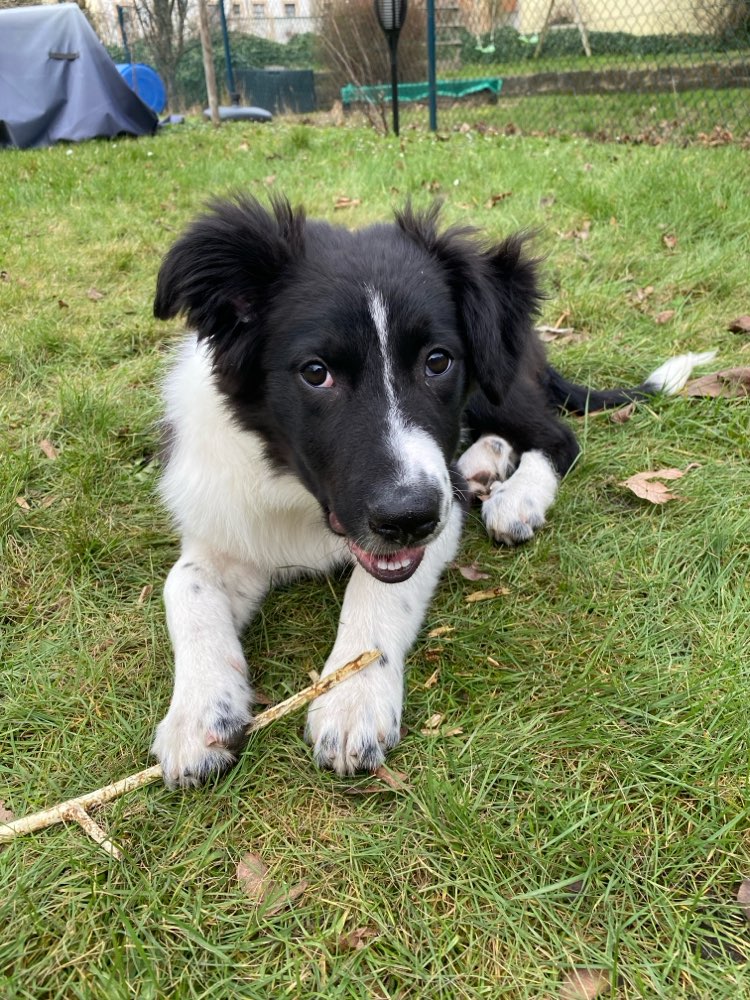 Hundetreffen-Gassikumpel für 4 Monate alten Welpen-Profilbild