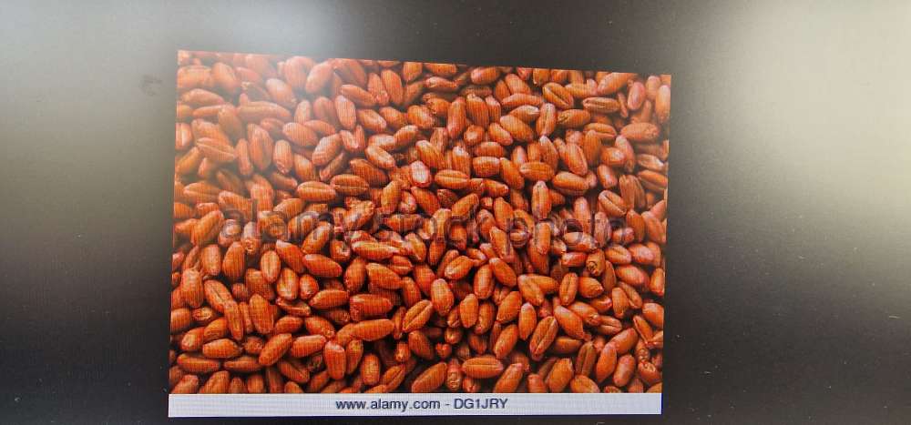 Giftköder-Rattengift Brauweiler-Profilbild