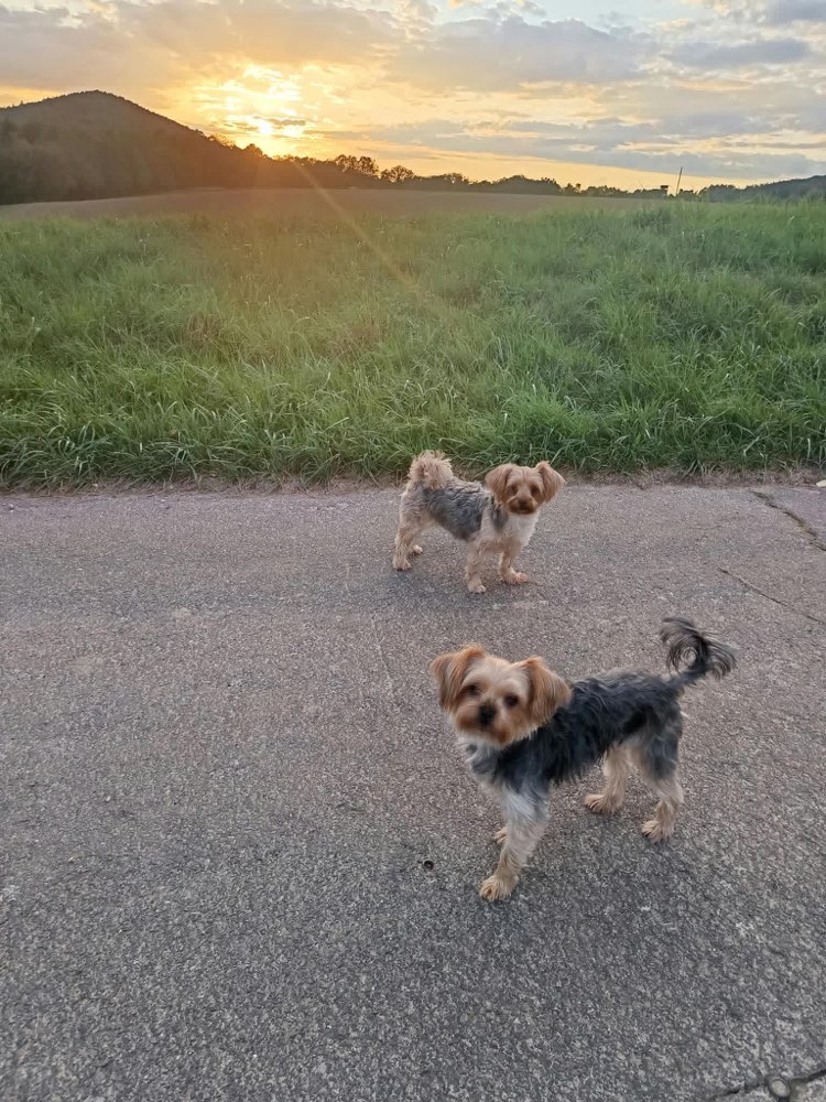 Hundetreffen-Gassi Runden sailauf-Profilbild