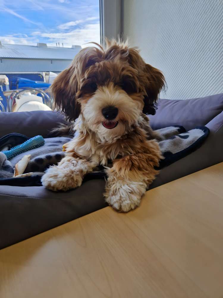 Hundetreffen-Spielen, toben, laufen-Profilbild