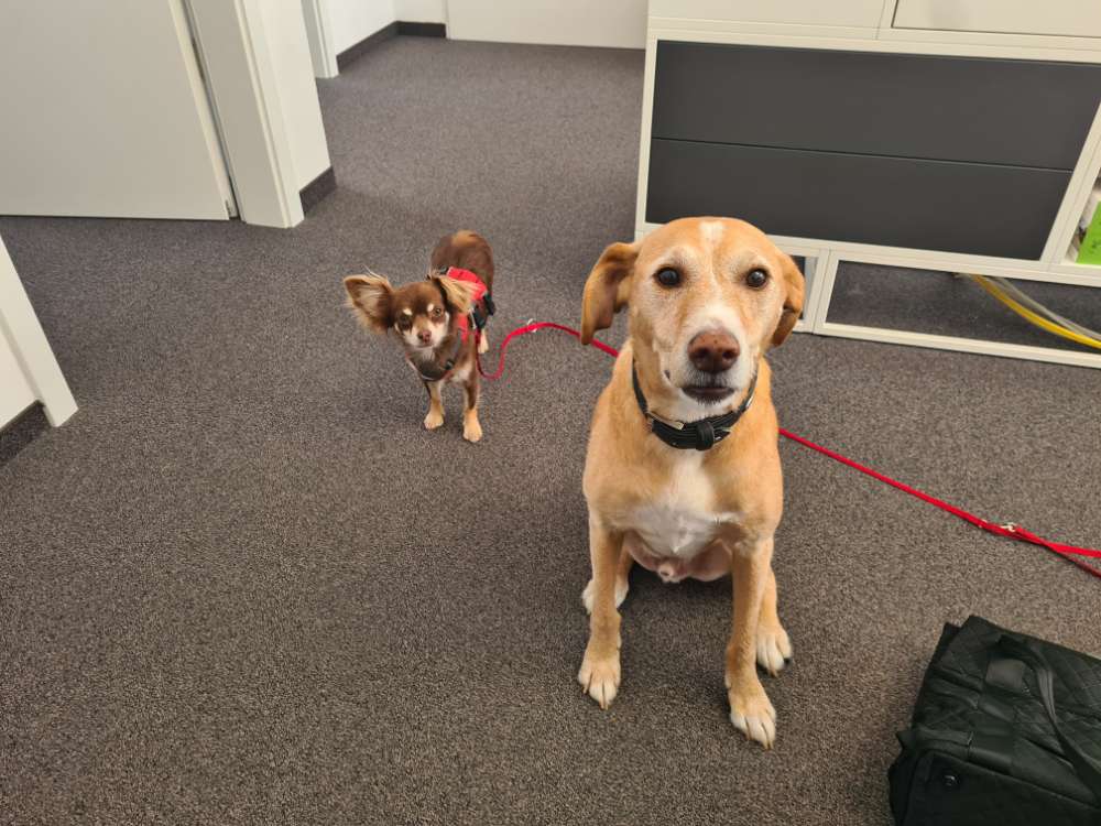 Hundetreffen-Hundetreffen, Spaziergang-Profilbild