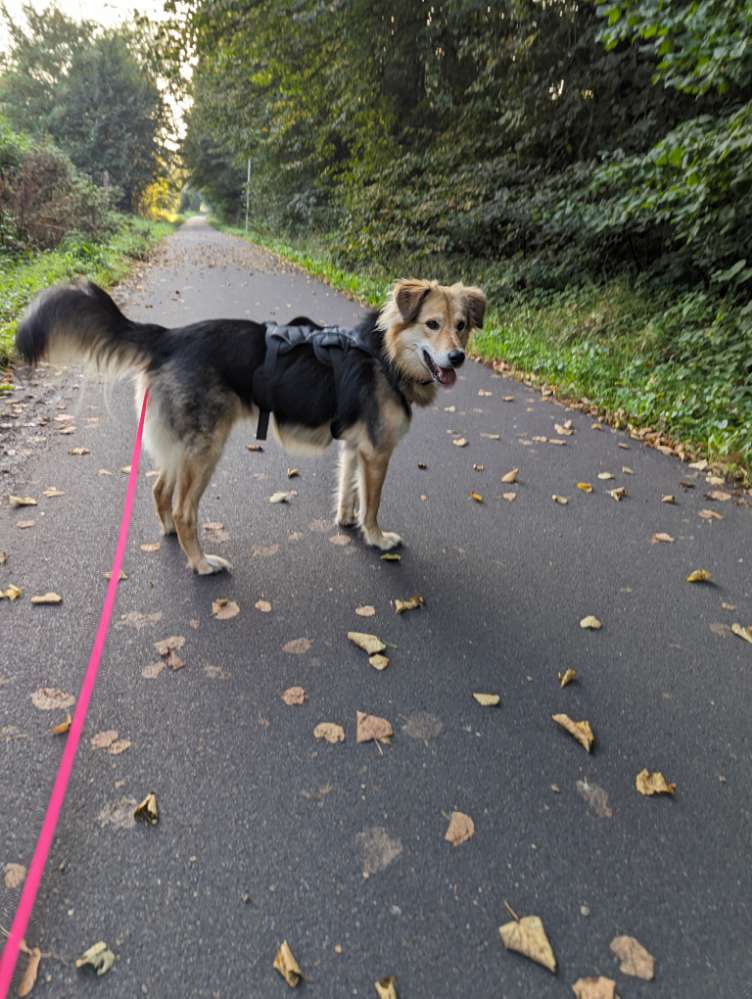 Hundetreffen-Mally sucht Hundekumpels-Profilbild